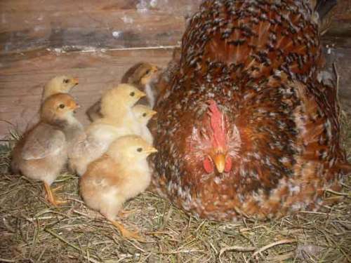 How To Make R5000 (or more) Per Month With Chickens In South Africa!