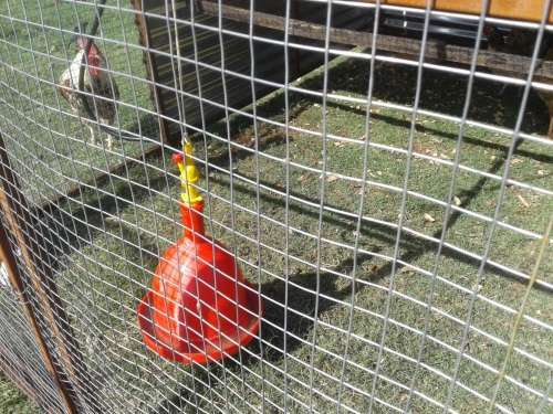 How To Make R5000 (or more) Per Month With Chickens In South Africa!