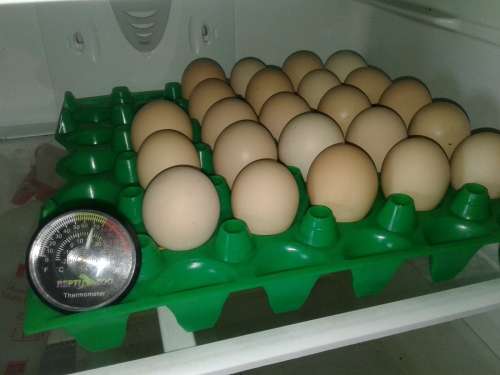 How To Make R5000 (or more) Per Month With Chickens In South Africa!