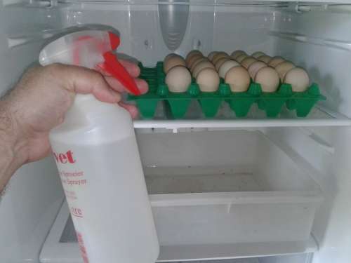 How To Make R5000 (or more) Per Month With Chickens In South Africa!