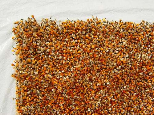 ORIENTAL CARPETS: SHAGGY CARPET 300x200