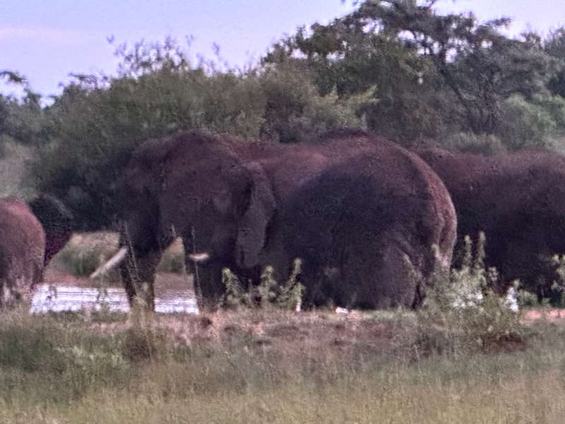 Mabula Game Lodge Timeshare For Rent- Week 1 - First week in January 2025