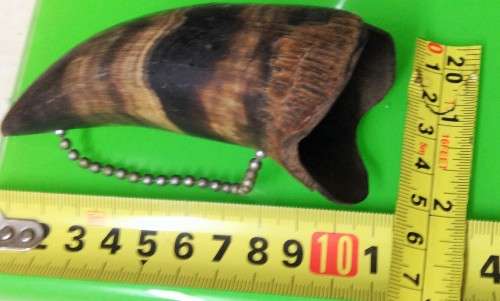 Bottle Opener -Vase -Salt shaker- Shoe horn - Hand carved bovine horn