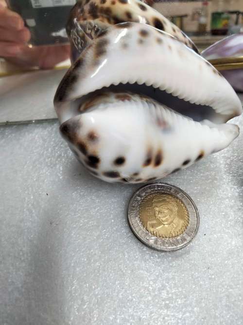 sea Shell  Cape Town carved image script Look at my Buy Now listings No Waiting