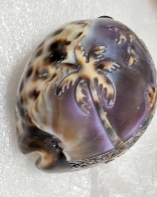 sea Shell  Cape Town carved image script Look at my Buy Now listings No Waiting