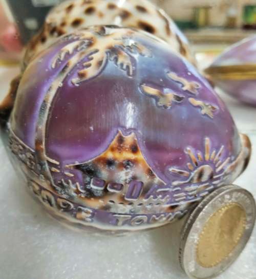 sea Shell  Cape Town carved image script Look at my Buy Now listings No Waiting