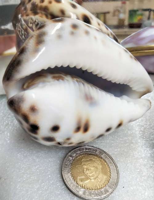 sea Shell  Cape Town carved image script Look at my Buy Now listings No Waiting