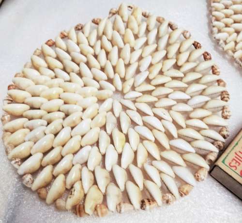 Sea SHELSEA Shells 2 Conch Made up of lots of small shell s