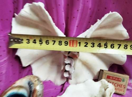 2 Clam shell hand crafted as BUTTERFLY+3othersLook At All My BUY NOW Listings NO WAITING