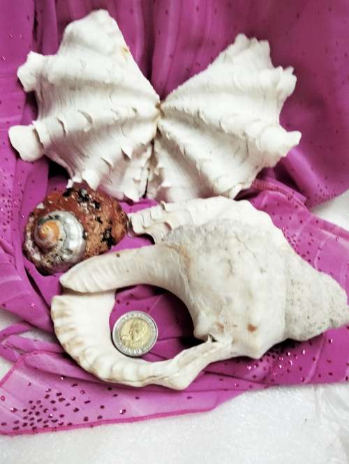 2 Clam shell hand crafted as BUTTERFLY+3othersLook At All My BUY NOW Listings NO WAITING