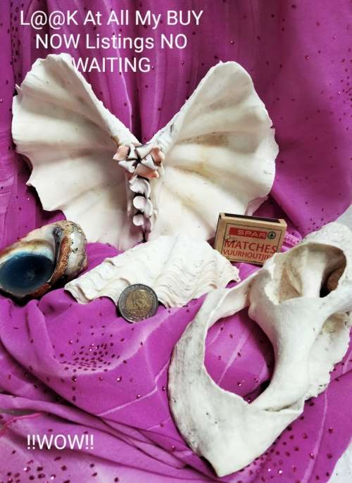 2 Clam shell hand crafted as BUTTERFLY+3othersLook At All My BUY NOW Listings NO WAITING