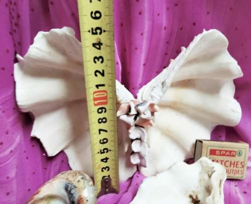 2 Clam shell hand crafted as BUTTERFLY+3othersLook At All My BUY NOW Listings NO WAITING