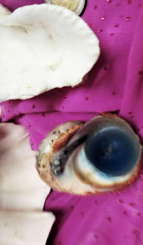 2 Clam shell hand crafted as BUTTERFLY+3othersLook At All My BUY NOW Listings NO WAITING