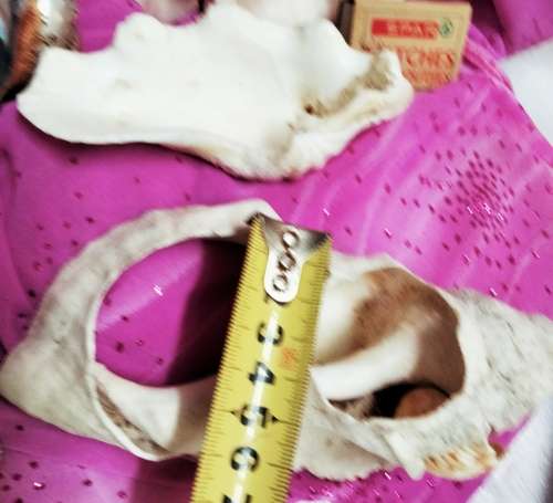 2 Clam shell hand crafted as BUTTERFLY+3othersLook At All My BUY NOW Listings NO WAITING