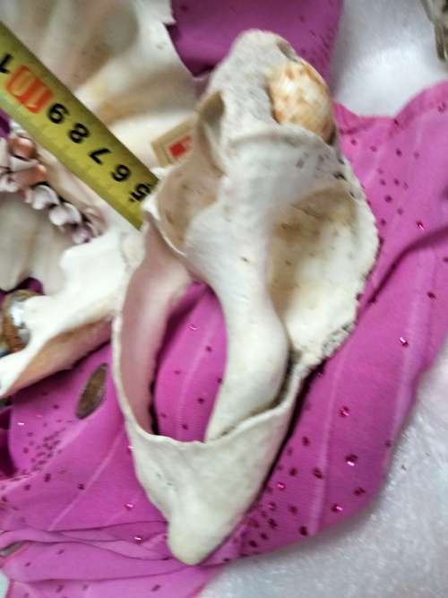 2 Clam shell hand crafted as BUTTERFLY+3othersLook At All My BUY NOW Listings NO WAITING