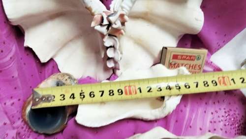 2 Clam shell hand crafted as BUTTERFLY+3othersLook At All My BUY NOW Listings NO WAITING