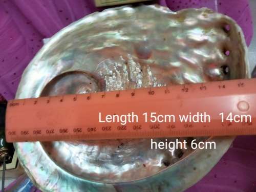AWESOME sea Shell Abalone large +Medium one more polished*LooKatMyBUY NOW*NO WAITING