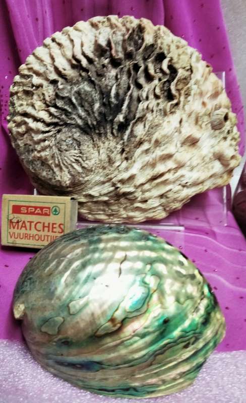 AWESOME sea Shell Abalone large +Medium one more polished*LooKatMyBUY NOW*NO WAITING