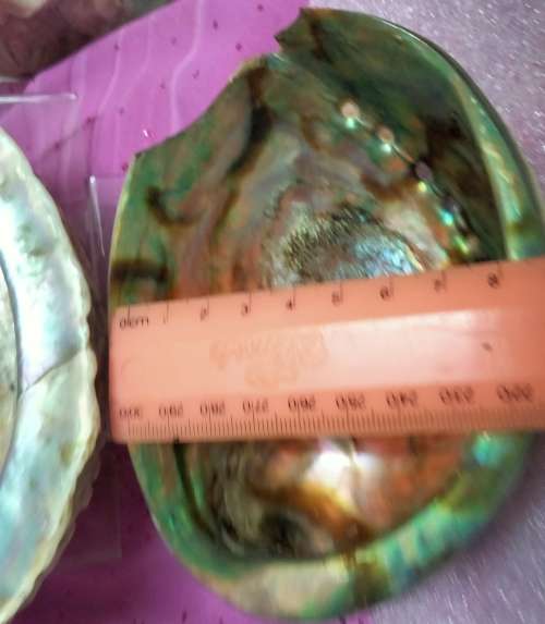 AWESOME sea Shell Abalone large +Medium one more polished*LooKatMyBUY NOW*NO WAITING