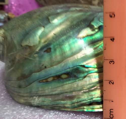 AWESOME sea Shell Abalone large +Medium one more polished*LooKatMyBUY NOW*NO WAITING
