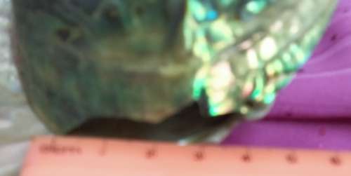 AWESOME sea Shell Abalone large +Medium one more polished*LooKatMyBUY NOW*NO WAITING