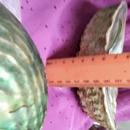 AWESOME sea Shell Abalone large +Medium one more polished*LooKatMyBUY NOW*NO WAITING