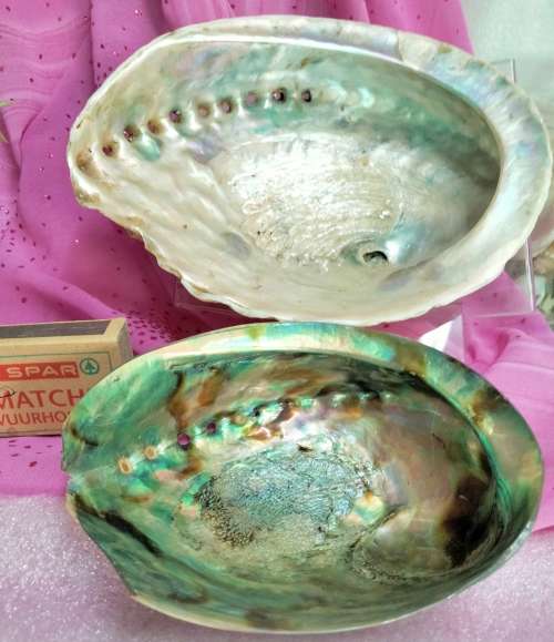 AWESOME sea Shell Abalone large +Medium one more polished*LooKatMyBUY NOW*NO WAITING