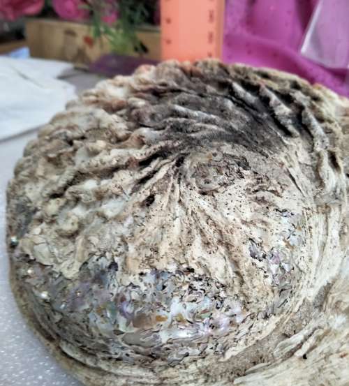 AWESOME sea Shell Abalone large +Medium one more polished*LooKatMyBUY NOW*NO WAITING