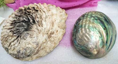 AWESOME sea Shell Abalone large +Medium one more polished*LooKatMyBUY NOW*NO WAITING