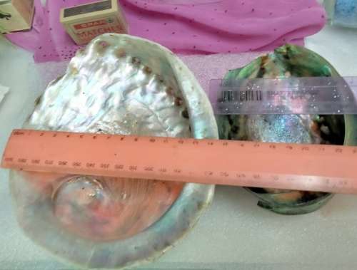 AWESOME sea Shell Abalone large +Medium one more polished*LooKatMyBUY NOW*NO WAITING
