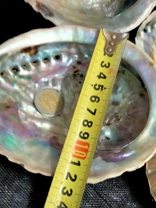 Abalone Sea Shells big +1 Brass Shell Dish Decorative LOOK at My BUY NOW-NO WAITING