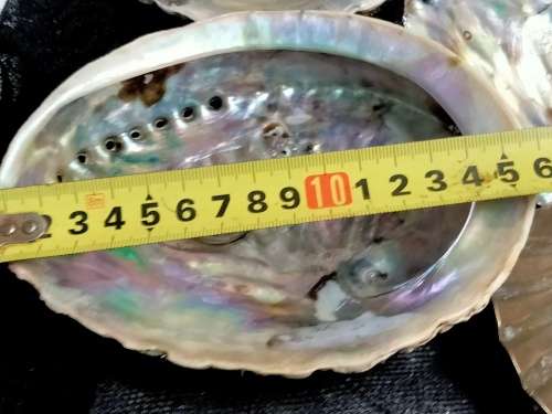 Abalone Sea Shells big +1 Brass Shell Dish Decorative LOOK at My BUY NOW-NO WAITING