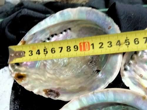 Abalone Sea Shells big +1 Brass Shell Dish Decorative LOOK at My BUY NOW-NO WAITING