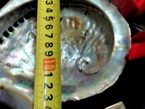 Abalone Sea Shells big +1 Brass Shell Dish Decorative LOOK at My BUY NOW-NO WAITING
