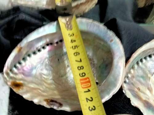 Abalone Sea Shells big +1 Brass Shell Dish Decorative LOOK at My BUY NOW-NO WAITING