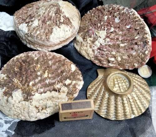 Abalone Sea Shells big +1 Brass Shell Dish Decorative LOOK at My BUY NOW-NO WAITING