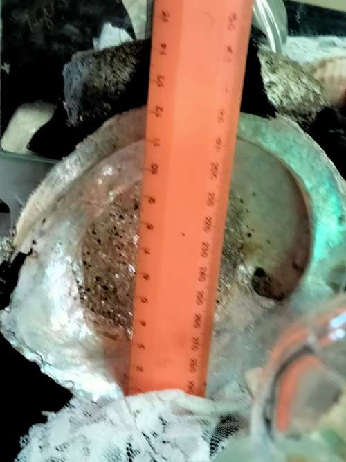 Glass bottle +1 Ashtray SeaShell mop + 1 horn shape Seashell LOOK At My BUY NOW ltems NO WAIT