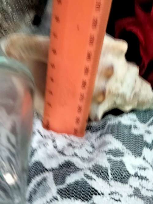 Glass bottle +1 Ashtray SeaShell mop + 1 horn shape Seashell LOOK At My BUY NOW ltems NO WAIT
