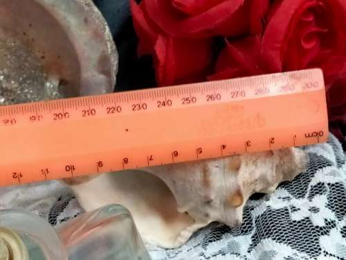 Glass bottle +1 Ashtray SeaShell mop + 1 horn shape Seashell LOOK At My BUY NOW ltems NO WAIT