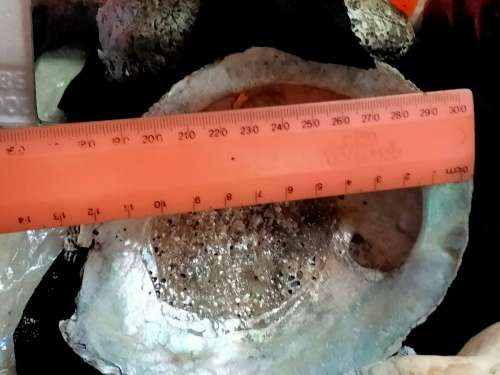Glass bottle +1 Ashtray SeaShell mop + 1 horn shape Seashell LOOK At My BUY NOW ltems NO WAIT