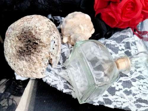 Glass bottle +1 Ashtray SeaShell mop + 1 horn shape Seashell LOOK At My BUY NOW ltems NO WAIT