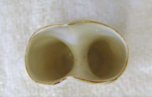 VASE -fine China 22 KARATE GOLD TRIM Miniature small LOOK At All My BUY NOW LISTINGS NO WAITING