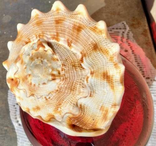 Vase + SEA SHELL- 1RUBY RED ART Glass Ovoid* Whitfriar style*Display Shells BUY NOW items NO WAITING