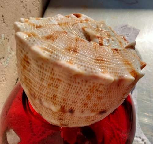 Vase + SEA SHELL- 1RUBY RED ART Glass Ovoid* Whitfriar style*Display Shells BUY NOW items NO WAITING