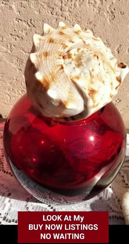 Vase + SEA SHELL- 1RUBY RED ART Glass Ovoid* Whitfriar style*Display Shells BUY NOW items NO WAITING