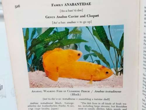 Handbook of tropical aquarium fishes+BIRDS of Southern Africa Pre-owned- LOOK At My BUY NOW NO WAIT