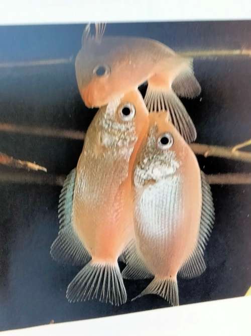 Handbook of tropical aquarium fishes+BIRDS of Southern Africa Pre-owned- LOOK At My BUY NOW NO WAIT
