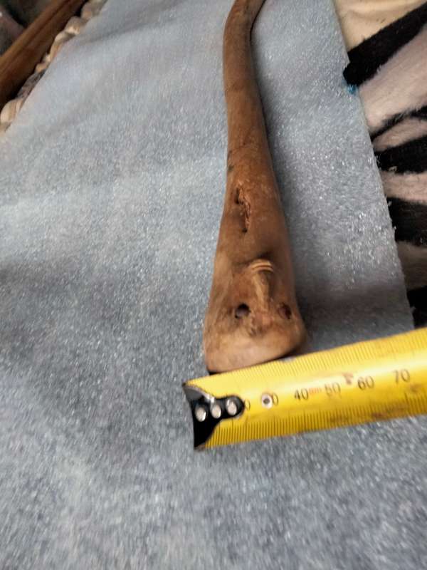 WALKING STICK Top round front shape of face Look at my Buy Now listings No Waiting