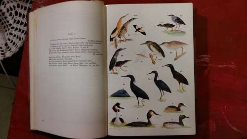 REFERENCE BOOK : ROBERTS BIRDS OF SOUTH AFRICA, LEATHER SPINE, ILLUSTRATED, GILT LETTERING ON SPINE
