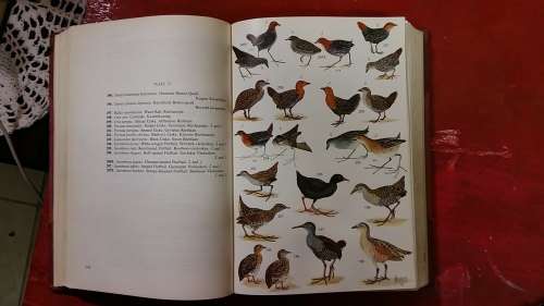 REFERENCE BOOK : ROBERTS BIRDS OF SOUTH AFRICA, LEATHER SPINE, ILLUSTRATED, GILT LETTERING ON SPINE